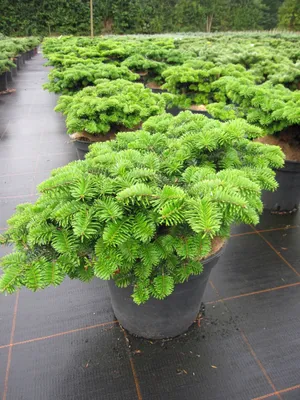 Produktbild von Abies nordmannia Kilian - zwergige Nordmanntanne Kilian - 25-30cm