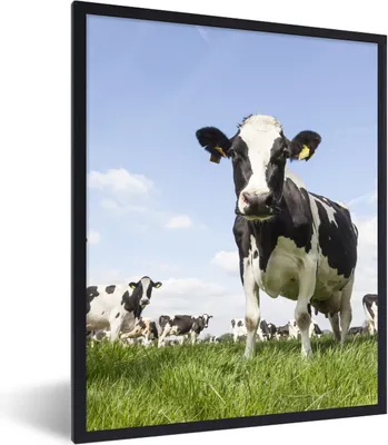 Produktbild von MuchoWow® Gerahmtes Poster Kühe - Gras - Tiere - Sonne - Bauernhof 60x80 cm - Poster mit Schwarzem Bilderrahmen Wandposter Rahmen Foto Bilder - Premium - Wanddeko Wohnzimmer