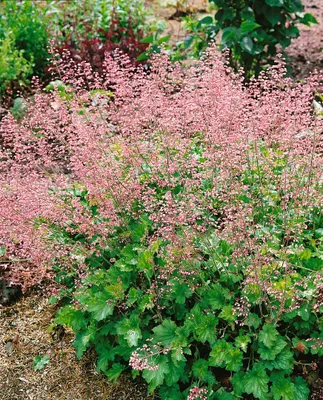 Produktbild von Heuchera micrantha 'Strawberry Swirl', Purpurglöckchen, rosa, ca. 11x11 cm Topf