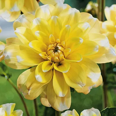 Zdjęcie produktu dla Dalia Dekoracyjna Yellow Perception 1szt Dalie sadzonki sadzonka duże bulwy