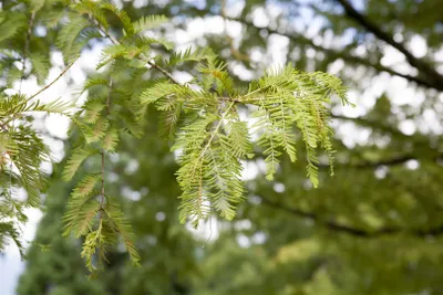 Produktbild von Metasequoia glyptostroboides, Urweltmammutbaum, 60–100 cm