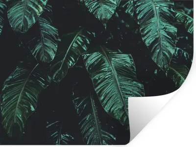 Produktbild von MuchoWow® Wandtattoo Wandsticker Wandaufkleber Dschungel - Palme - Blätter - Tropisch 120x90 cm Selbstklebend und Repositionierbar - Aufkleber