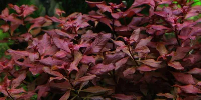 Produktbild von Aquarium Pflanze Ludwigia palustris AquaOne Nr.335B Wasserpflanzen Aquarium