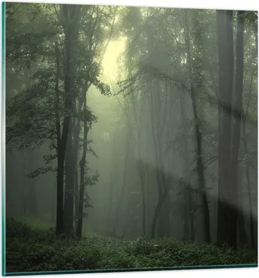 Produktbild von Bilder auf glas - Wald Nebel Baum - 60x60cm - Glasbilder - Wandbilder - Kunstdruck - zum Aufhängen bereit - Wanddekoration aus Glas - Glas Bilder - Wandbild auf Glas - Einteilig - GAC60x60-3543