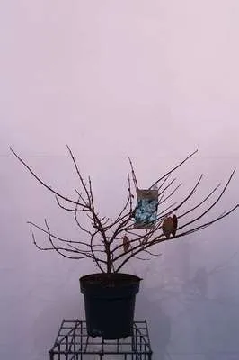 Produktbild von Viburnum plic. 'Mariesii' - Schneeball 60- 80 cm - Container