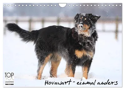 Produktbild von Hovawarte - einmal anders (Wandkalender 2027 DIN A4 quer), CALVENDO Monatskalender