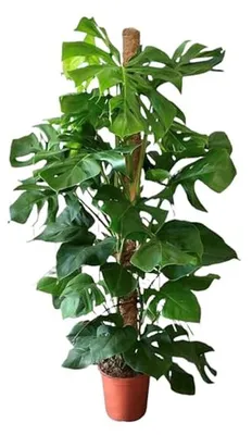 Productafbeelding van Gatenplant - Kamerplant - Interieur Verfraaien - Uniek Groeipatroon - 140-160 cm - Groen