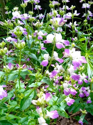 Produktbild von 3 Stück Salbei Salvia Greggii Amethyst Lips insektenfreundlich lila