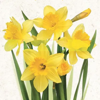 Produktbild von 20 Servietten Bunch of Yellow Daffodils - Gelbe, strahlende Narzissen 33x33cm