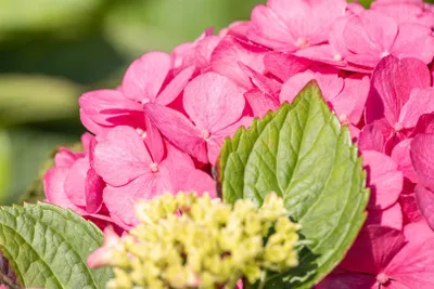 Produktbild von Hydrangea macrophylla 'Bouquet Rose', Hortensie, rosa, 60–80 cm