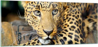 Produktbild von Bilder auf glas - Tiere gefährlich wilde katze - 100x40cm - Glasbilder - Wandbilder - Kunstdruck - zum Aufhängen bereit - Wanddekoration aus Glas - Glas Bilder - Wandbild auf Glas - GAB100x40-2702