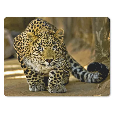 Produktbild von MuchoWow® Mauspad Mousepad Leopard - Raubtier - Porträt 40x30 cm - Mousepads - Maus Mat - Pad - Mausunterlage - Anti Rutsch