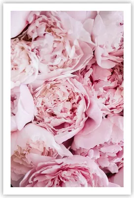 Produktbild von Poster - Poster ohne Rahmen - Blumenstrauß Blumen Rosa - 61x91,5 cm - Wand Bild - Wanddeko - Wandbilder - Kunstposter - Wandposter - Bilder - Kunstdruck - Wanddekoration - Wandbild - P2XPA61x91-5001