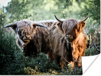 Produktbild von MuchoWow® Poster Schottische Highlander - Wald - Tiere 160x120 cm - Foto Plakat
