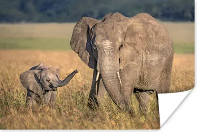 Produktbild von MuchoWow® Poster Elefant - Tiere - Gras 120x80 cm - Bilder