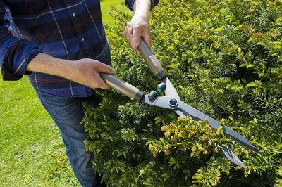Image de Sécateur, tondeuse à gazon, sécateur de jardin, cisailles pour tondeuse à gazon