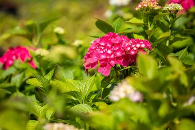 Produktbild von Hydrangea macrophylla 'Freudenstein', Bauernhortensie, rosa, 30–40 cm