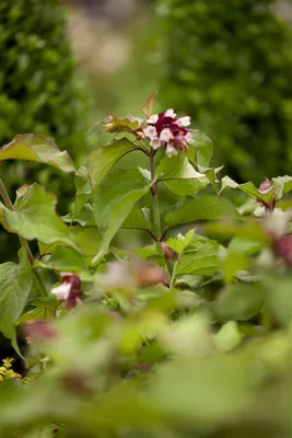 Produktbild von Leycesteria formosa 'Purple Rain', Schöne Leycesterie, purpur, 60–80 cm