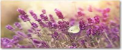 Produktbild von Tulup® Leinwandbild - 125x50 cm - Wandkunst - Drucke auf Leinwand - Leinwanddruck - Blumen & Pflanzen - Lila - Lavendel