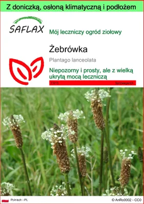 Zdjęcie produktu dla SAFLAX - Garden to go - Żebrówka - 100 Nasiona - Z doniczką, pokrywą klimatyczną i podłożem do uprawy - Plantago lanceolata