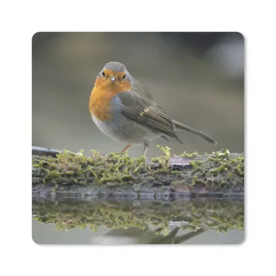 Produktbild von MuchoWow® Mauspad Mousepad Rotkehlchen - Wasser - Moos 20x20 cm - Mousepads - Maus Mat - Pad - Mausunterlage - Desk Mat - Bureauartikeln