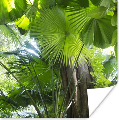 Produktbild von MuchoWow® Poster Tropischer Regenwald 75x75 cm - Wand Dekoration