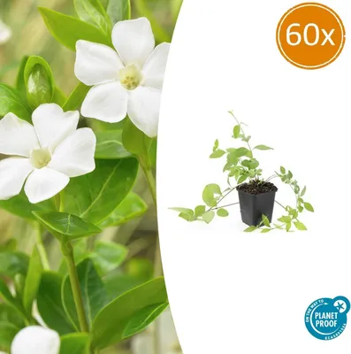 Immagine prodotto di Piante tappezzanti - Pervinca a foglia larga - Vinca major 'Alba' - Vaso da 9 cm - Set da 60 piante