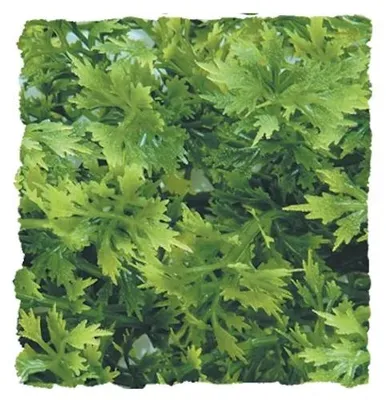 Productafbeelding van Zoo Med Australian Maple Kunstplant Small