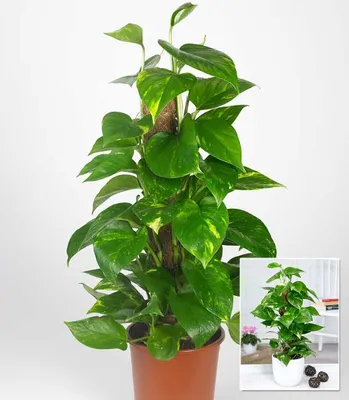 Produktbild von BALDUR Garten 1x Efeutute am Moosstab, Pflanze im 15 cm-Topf, Epipremnum, immergrüne Zimmerpflanze, pflegeleicht, Kletterpflanze, herzförmige Blätter, für Wohnräume und Büro