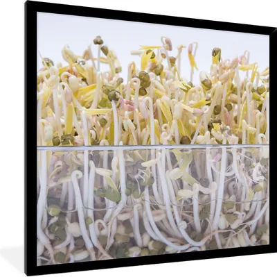 Produktbild von MuchoWow® Gerahmtes Poster Bohnensprossen in einer Glasschale vor weißem Hintergrund 40x40 cm - Poster mit Schwarzem Bilderrahmen Wandposter Rahmen Foto Bilder - Mit Rahmen - Wanddekoration Schlafzimmer