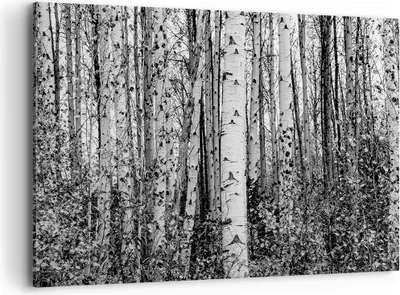Produktbild von Bild auf Leinwand - Leinwandbild - Einteilig - Birken Wald Monochrom - 100x70cm - Wand Bild - Wanddeko - Wandbilder - Leinwanddruck - Bilder - Wanddekoration - Leinwand bilder - AA100x70-4643