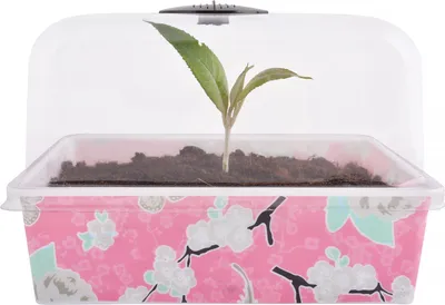 Produktbild von Pflanztopf, Blumenkasten, Balkonkasten, Pflanzenkübel, UV beständig, In-Mould-Print ,Exklusives Design ,27x17x15 cm 1 Stck. in rose Inkl Deckel ,von Jet-Line