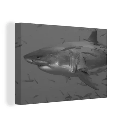 Obrázek produktu pro OneMillionCanvasses® Malba na plátně Nástěnná malba na plátně - Velký bílý žralok v hejnu ryb - černobílý - 150x100cm