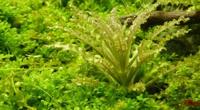 Produktbild von Aquarium Pflanze Pogostemon helferi Tropica Nr.053H TC In Vitro Wasserpflanze