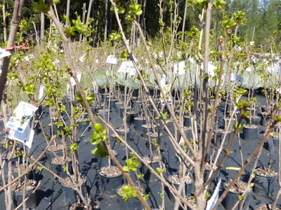 Produktbild von Kakibaum 150 - 180 cm Kakipflaume Pflanze