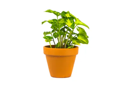 Obrázek produktu pro Gardners Syngonium podophyllum pixie, průměr 6-7 cm