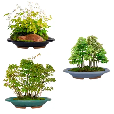 Zdjęcie produktu dla Zestaw 3 ceramicznych doniczek bonsai - Owalne 15,5 x 12,3 x 2,9 cm