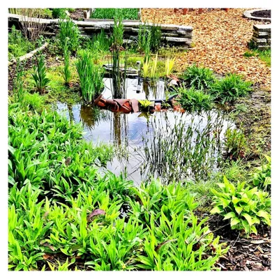 Produktbild von Wadi Pflanzen Paket – 60 Wasserpflanzen für Regenwasserrückhaltung und Biodiversität