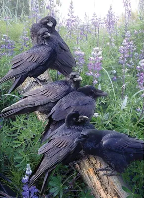 Image de COBBLE HILL Puzzle Raven Reunion 1000 pièces