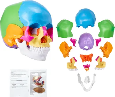 Zdjęcie produktu dla VEVOR Model ludzkiej czaszki, 22 elementy anatomii ludzkiej czaszki, naturalnej wielkości malowany anatomiczny model czaszki, anatomiczna czaszka z PVC, wyjmowany model czaszki do nauki, profesjonalne nauczanie