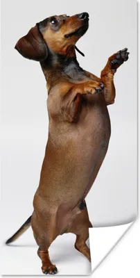 Produktbild von MuchoWow® Poster Ein Dackel, der auf seinen beiden Hinterbeinen steht 20x40 cm - Plakat - Foto