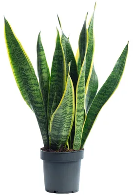 Produktbild von Sansevieria trifasciata 'Laurentii' – Robuster Bogenhanf, Luftreiniger, 30 cm hoch, Topf-Ø 12 cm