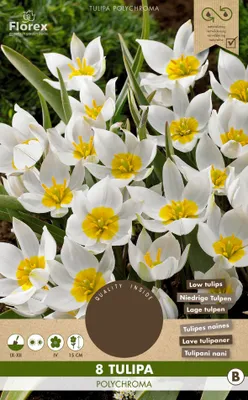 Image de Tulipe Polychroma (8 pièces) | Bulbes de tulipes de Florex