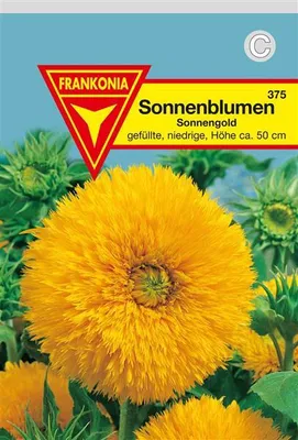 Produktbild von Sonnenblumen gefüllt niedrig