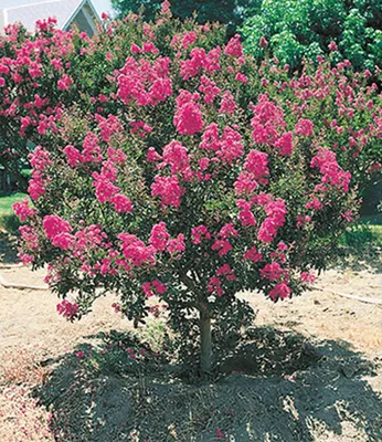 Produktbild von BALDUR Garten 2er Blüten-Sträucher-Kollektion, Pflanzen im 12 cm-Topf, Buddleia davidii, Sommerflieder und Flieder des Südens, winterhart, blühend, ideal für Beet & Kübel, mehrjährig
