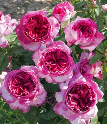 Produktbild von BALDUR Garten 1x Parfum-Rose Thierry Marx®, Pflanze wurzelnackt, widerstandsfähig gegen Krankheiten, winterhart, Schnittblume, Duft nach Zitronengrasnoten, ideal im Kübel auf Balkon & Terrasse