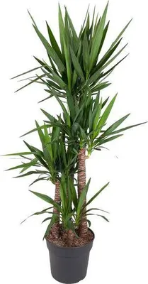Produktbild von Riesen-Palmlilie Yucca Elephantipes Zimmerpflanze Ø34cm 180cm Pflegeleicht Deko