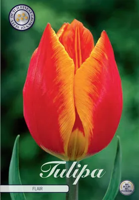 Artikelbild 2 von 'Tulpe Flair (10 Stück)' aus der Kategorie Tulpenzwiebeln