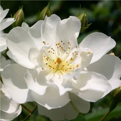 Produktbild von Kletternde Rose - Rosa 'Bobbie James'