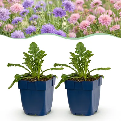Produktbild von Green boutiQ – Stauden – Scabiosa Duo – Taubenkraut – Lockt Bienen und Schmetterlinge an – Lila – Rosa – 6 Pflanzen – Topfgröße 11 cm – Höhe 15-25 cm